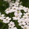ACHILLEA 'W.B. Childs'