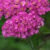 ACHILLEA 'Apfelblute' (Galaxy Series)