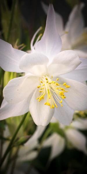 AQUILEGIA 'Dove' (Songbird Series) 2 AQUILEGIA 'Dove' (Songbird Series) - Image 2