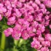 ACHILLEA 'Gloria Jean'