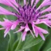 CENTAUREA Montana 'Joyce'