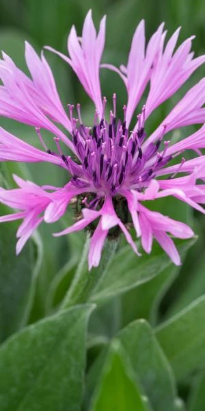CENTAUREA Montana 'Joyce' 1 CENTAUREA Montana 'Joyce'