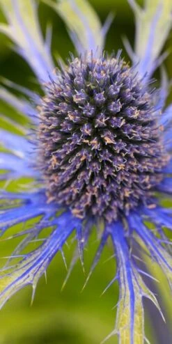 ERYNGIUM X Zabelii 'Neptune's Gold' PBR -Hardy Garden Verkoop 20170126180725