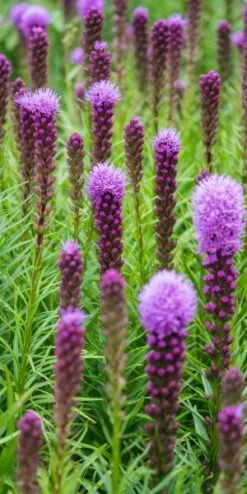 LIATRIS Spicata 'Kobold'