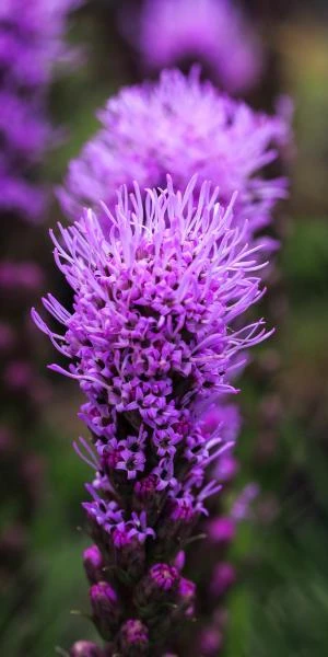 LIATRIS Spicata 'Kobold' 2 LIATRIS Spicata 'Kobold' - Image 2