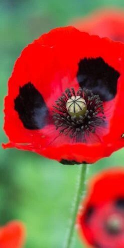 PAPAVER Commutatum (Ladybird Poppy) -Hardy Garden Verkoop 20170126200038