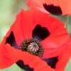 PAPAVER Commutatum (Ladybird Poppy)