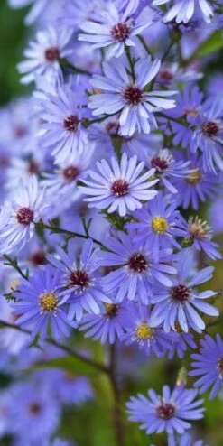 SYMPHYOTRICHUM 'Little Carlow' (cordifolius Hybrid)