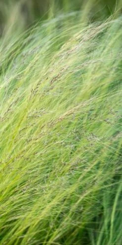 STIPA Tenuissima