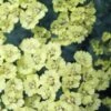 ACHILLEA 'Anthea' PBR