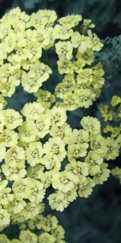ACHILLEA 'Anthea' PBR