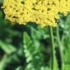 ACHILLEA Filipendulina 'Cloth Of Gold'