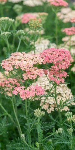ACHILLEA 'Lachsschonheit' (Galaxy Series) -Hardy Garden Verkoop achillea lachsschonheit 8031151