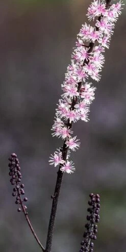ACTAEA Simplex 'Pink Spike' -Hardy Garden Verkoop actaea pink spike square web