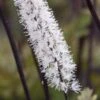 ACTAEA Simplex Atropurpurea Group