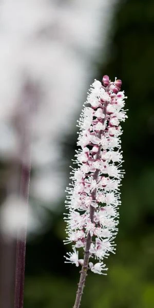 ACTAEA Simplex (Atropurpurea Group) 'James Compton' 1 ACTAEA Simplex (Atropurpurea Group) 'James Compton'