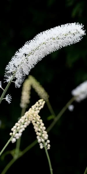 ACTAEA Matsumurae 'White Pearl' 1 ACTAEA Matsumurae 'White Pearl'