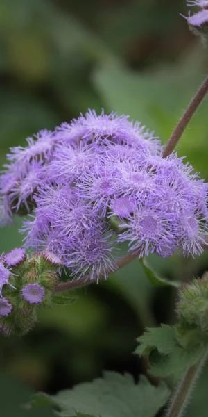 AGERATUM Petiolatum 1 AGERATUM Petiolatum