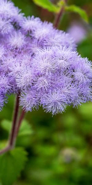 AGERATUM Petiolatum 2 AGERATUM Petiolatum - Image 2