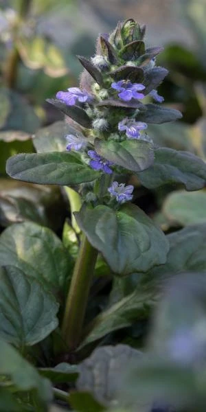 AJUGA Reptans 'Catlin's Giant' 1 AJUGA Reptans 'Catlin's Giant'