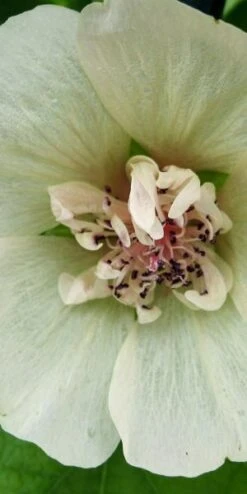 ALCALTHAEA Suffrutescens 'Parkallee'