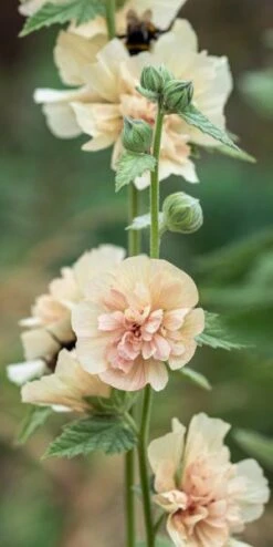 New Release -Hardy Garden Verkoop alcalthaea suffrutescens parkallee 8031162