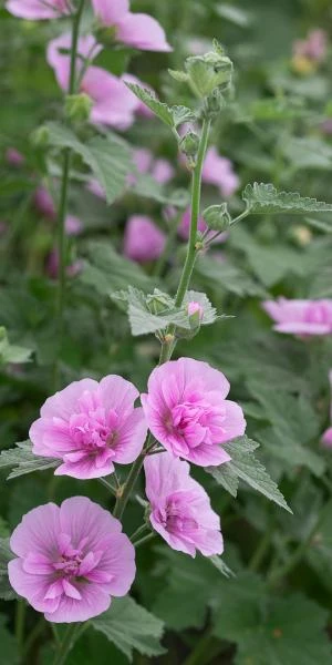 ALCALTHAEA Suffrutescens 'Parkrondell' 2 ALCALTHAEA Suffrutescens 'Parkrondell' - Image 2