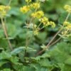 ALCHEMILLA Erythropoda