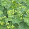 ALCHEMILLA Mollis
