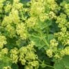 ALCHEMILLA Venosa