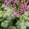 ALLIUM Cristophii