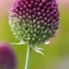 ALLIUM Sphaerocephalon