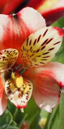 ALSTROEMERIA 'Inca Husky' (Inca Series) PBR