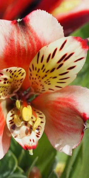 ALSTROEMERIA 'Inca Husky' (Inca Series) PBR 1 ALSTROEMERIA 'Inca Husky' (Inca Series) PBR