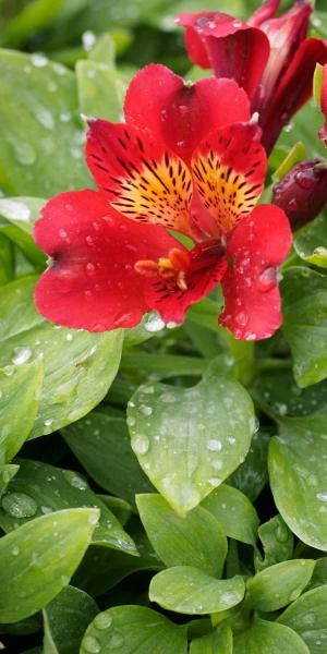 ALSTROEMERIA 'Inca Vito' (Inca Series) PBR 1 ALSTROEMERIA 'Inca Vito' (Inca Series) PBR