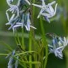 AMSONIA 'Ernst Pagels'