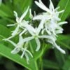 AMSONIA Illustris
