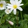 ANEMONE Blanda 'White Splendour'