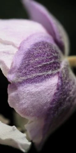 ANEMONE 'Dreaming Swan' PBR 5 ANEMONE 'Dreaming Swan' PBR -Hardy Garden Verkoop anemone dreaming swan