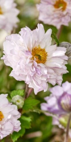 ANEMONE 'Frilly Knickers'