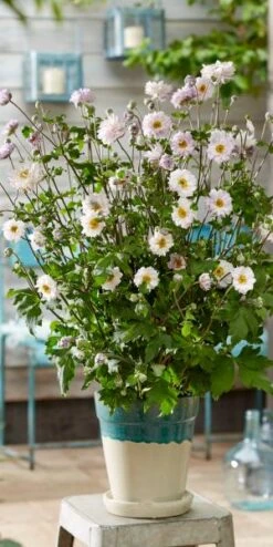 ANEMONE 'Frilly Knickers' -Hardy Garden Verkoop anemone frilly knickers s 3