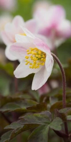 ANEMONE Nemorosa Flushed Rose Pink