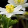 ANEMONE Nemorosa 'Lychette'