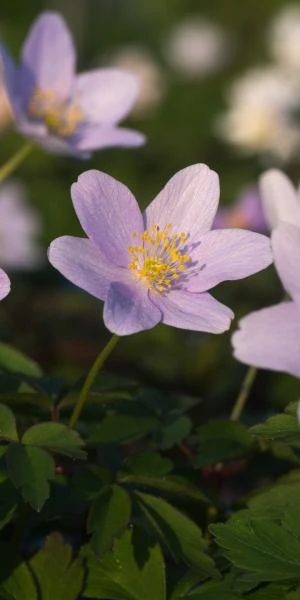 ANEMONE Nemorosa 'Robinsoniana' 1 ANEMONE Nemorosa 'Robinsoniana'
