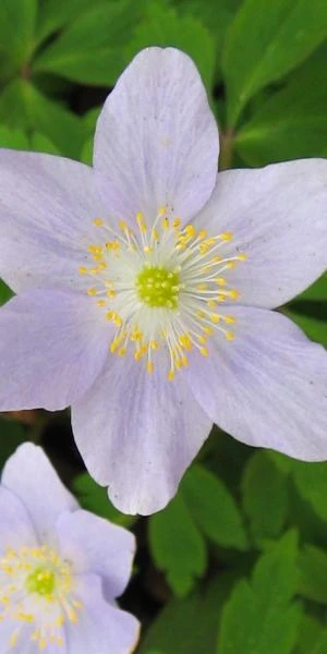 ANEMONE Nemorosa 'Robinsoniana' 2 ANEMONE Nemorosa 'Robinsoniana' - Image 2