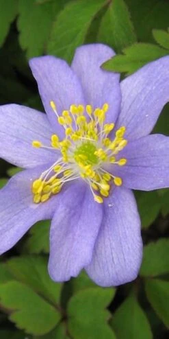 New Release -Hardy Garden Verkoop anemone nemorosa royal blue