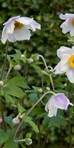 ANEMONE 'Ruffled Swan' PBR -Hardy Garden Verkoop anemone ruffled swan