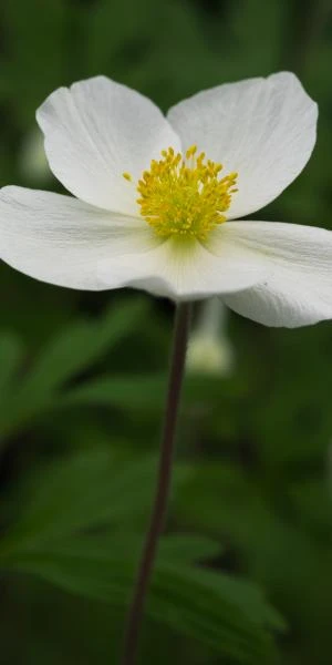 ANEMONE Sylvestris 2 ANEMONE Sylvestris - Image 2