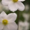 ANEMONE Sylvestris