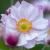 ANEMONE X Hybrida 'Konign Charlotte' (Queen Charlotte)